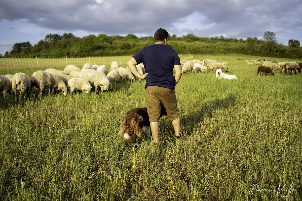 Elevage extensif et pastoral d'Alexandre Baillot. Ses ovins élevés en plein air, ses agneaux sous leurs mères, en pâturages bio.
