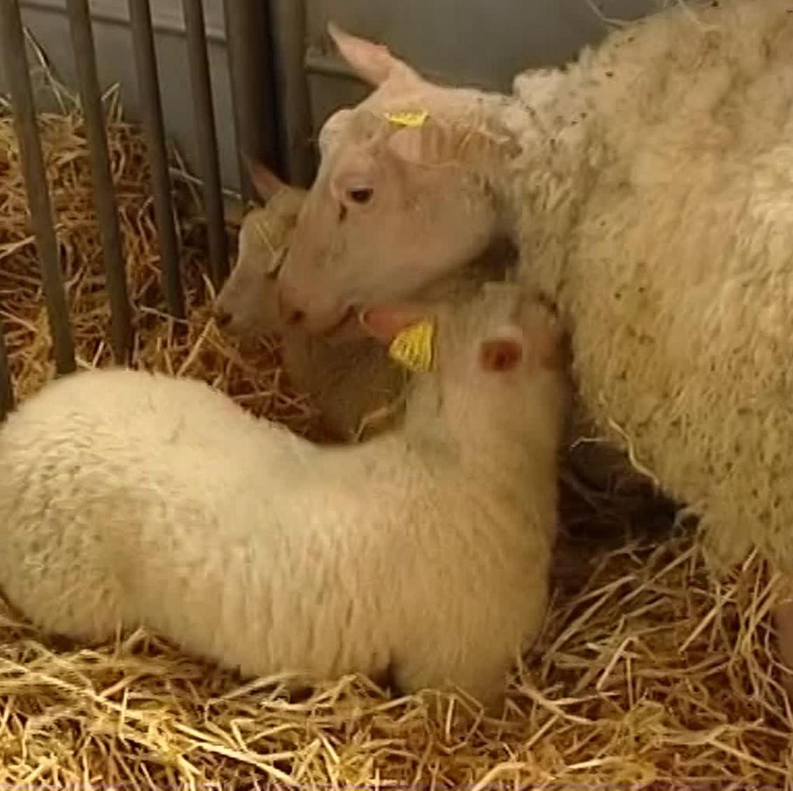 Brebis Charmoise. Ovin rustique. Résiliente et très adaptée à l’élevage en plein air dans l'Yonne. Elle produit une viande très gouteuse.