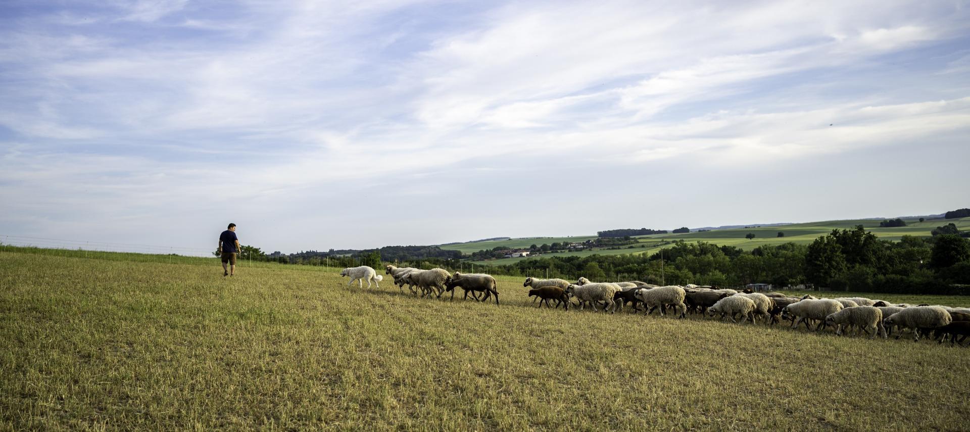 Elevage de moutons en plein air, viande d'agneau d'exception, ovins en parfaite santé! Vente directe. Fleury-La-Vallée, Yonne