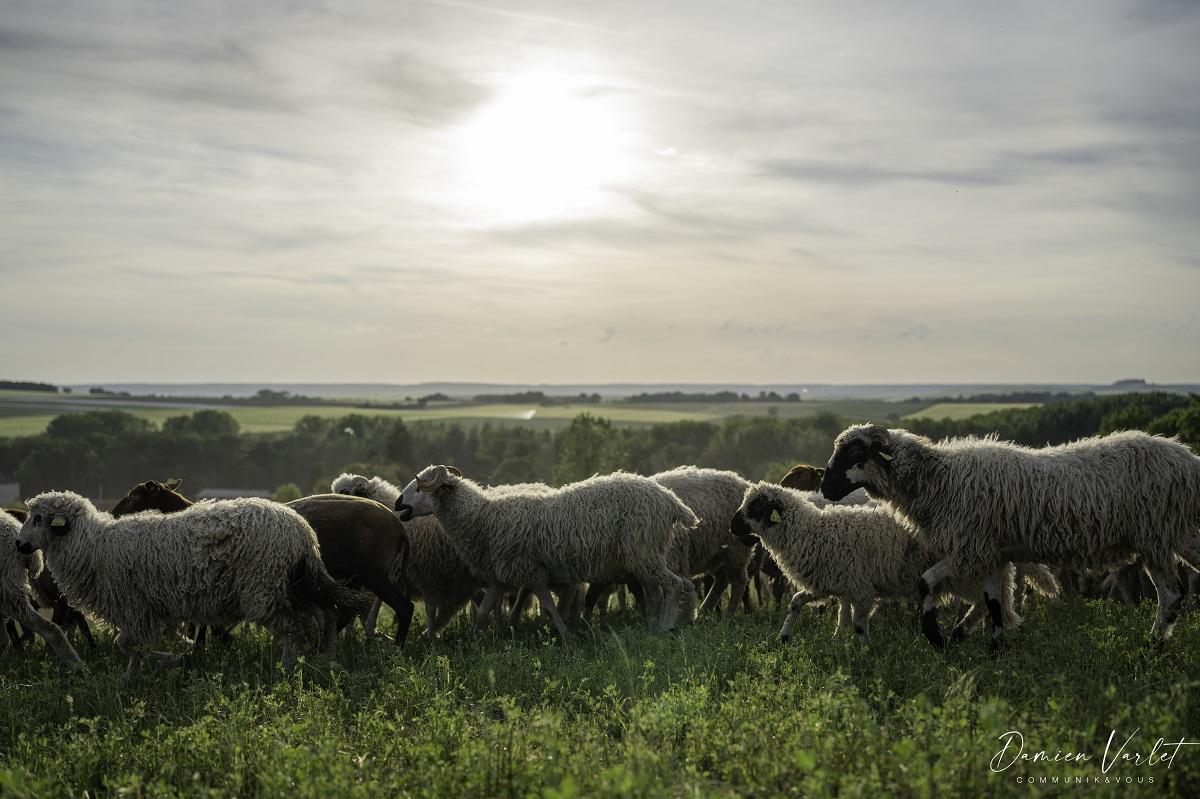 Elevage pastoral. Troupeau d’ovins dans nos pâturages dits «de précision» bio-tournants dans l’yonne-89