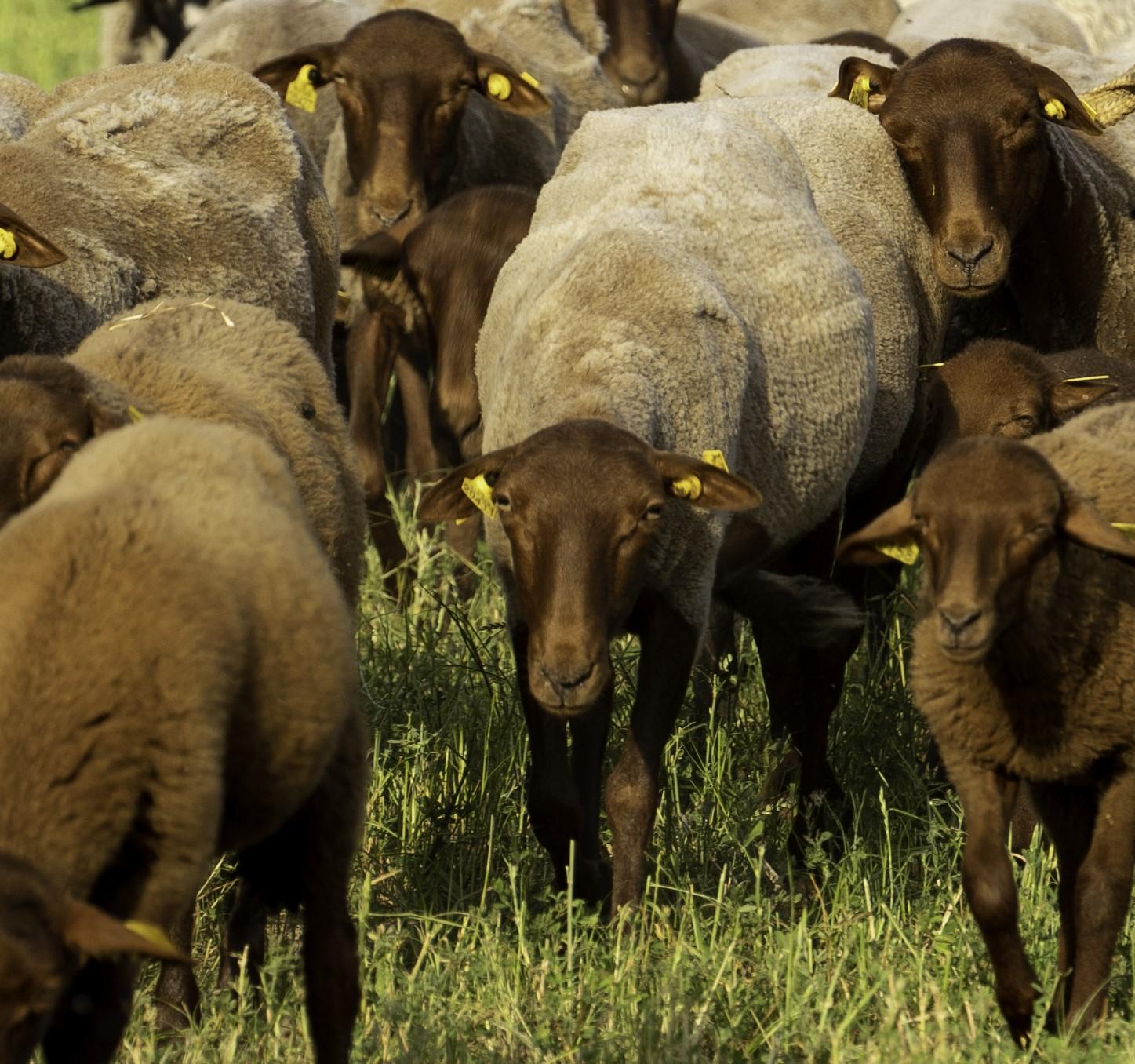 Troupeau de Solognotes. Ovin de race rustique, adapté à l’élevage en plein air dans l'Yonne. Sa viande d’agneau est très savoureuse.